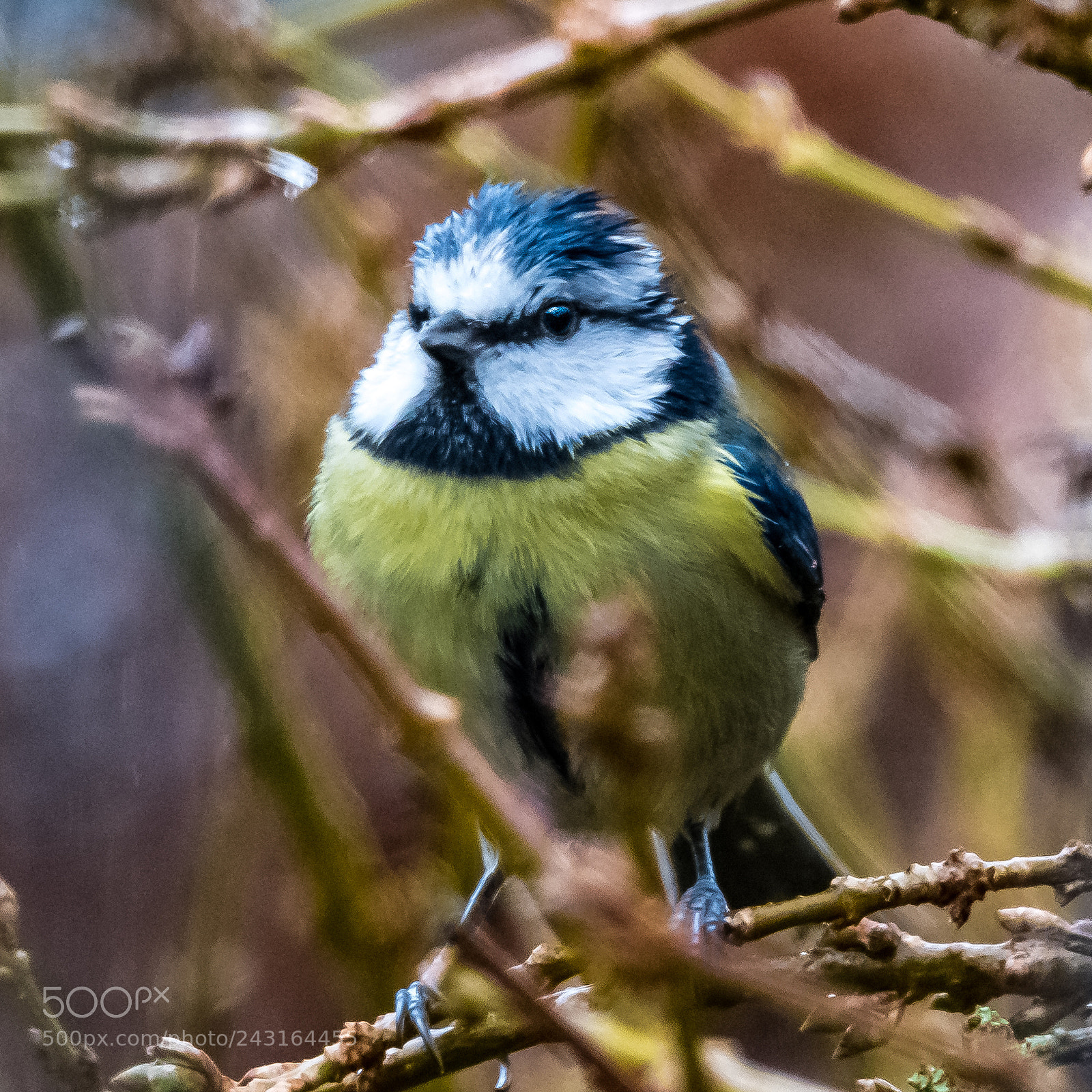 Nikon D850 sample photo. Mohican tit! photography