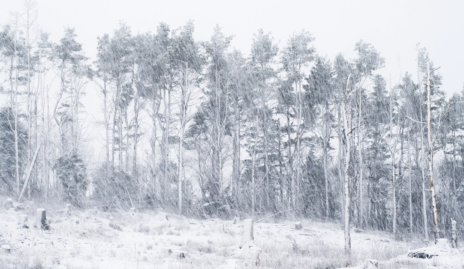 Nikon D800 sample photo. Snowy weather photography
