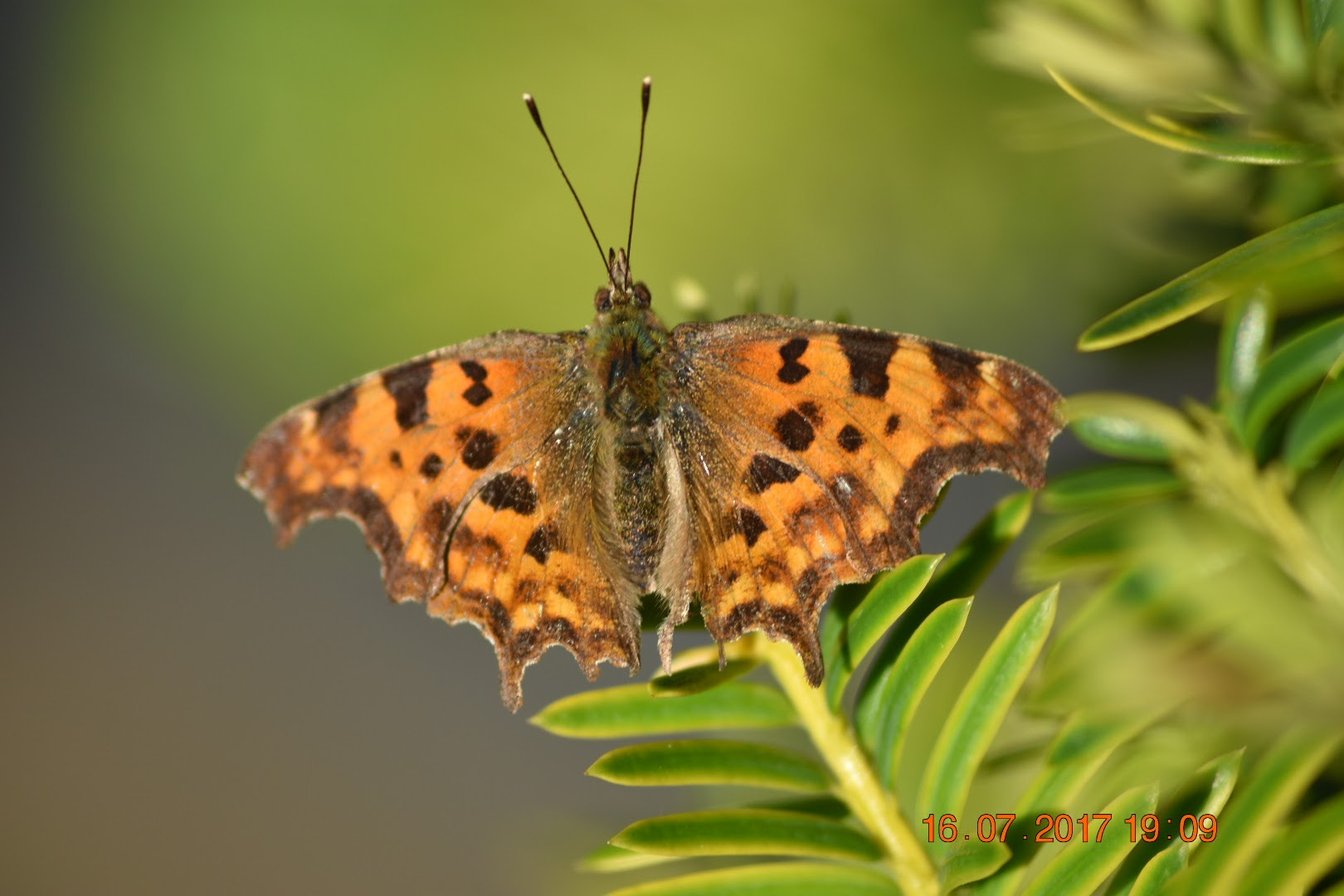 Sigma 70-300mm F4-5.6 APO DG Macro sample photo. Sunbathing butterfly photography