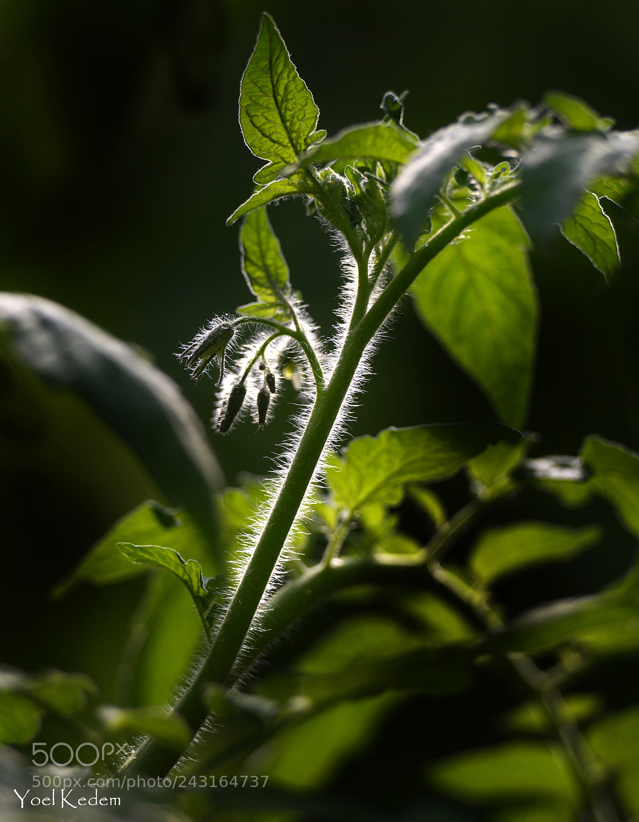 Nikon D800 sample photo. Tomato photography