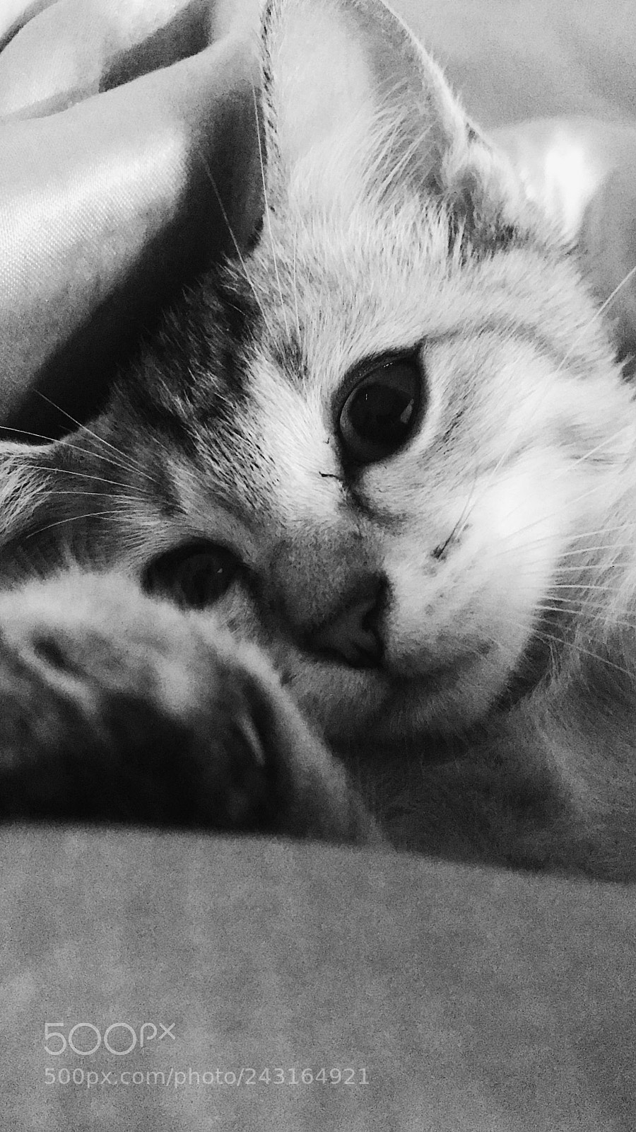 Apple iPhone 7 sample photo. Little cat :x photography