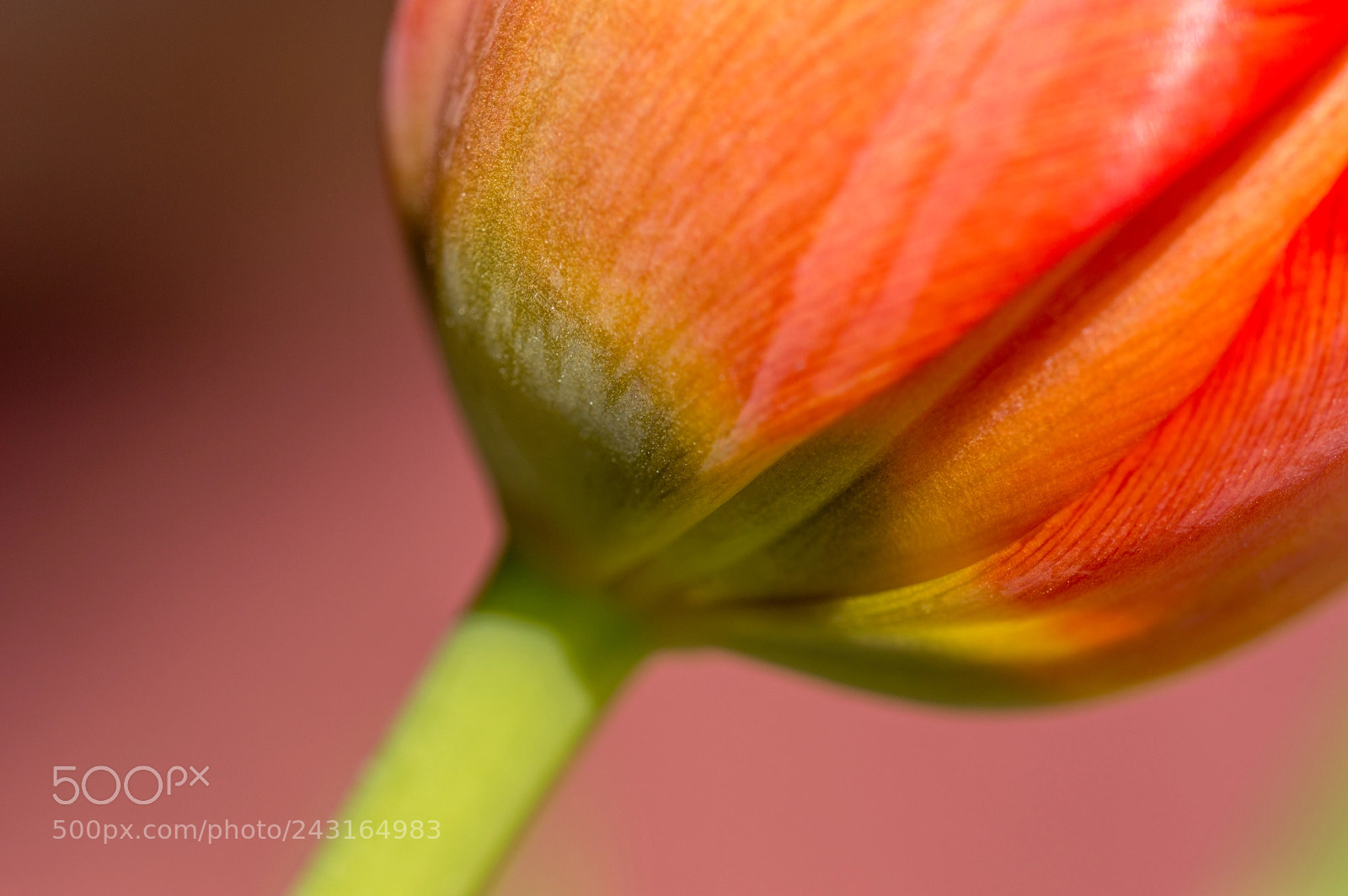 Nikon D3200 sample photo. Tulip photography