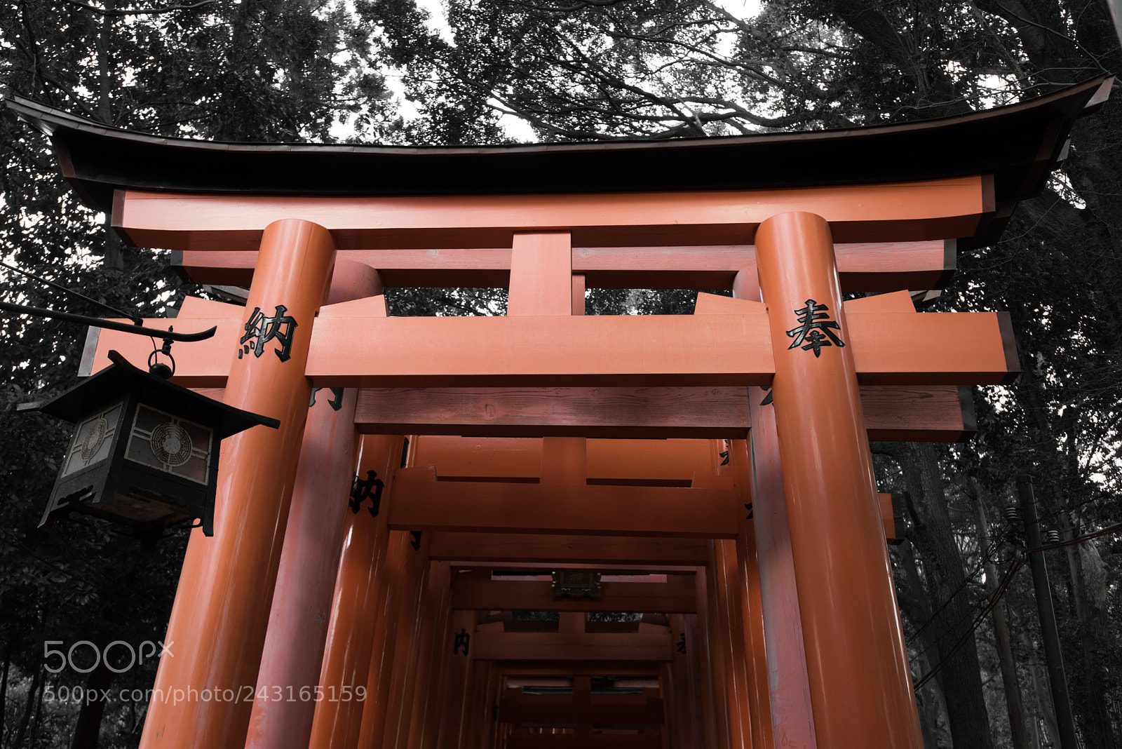 Nikon D610 sample photo. Senbon torii photography