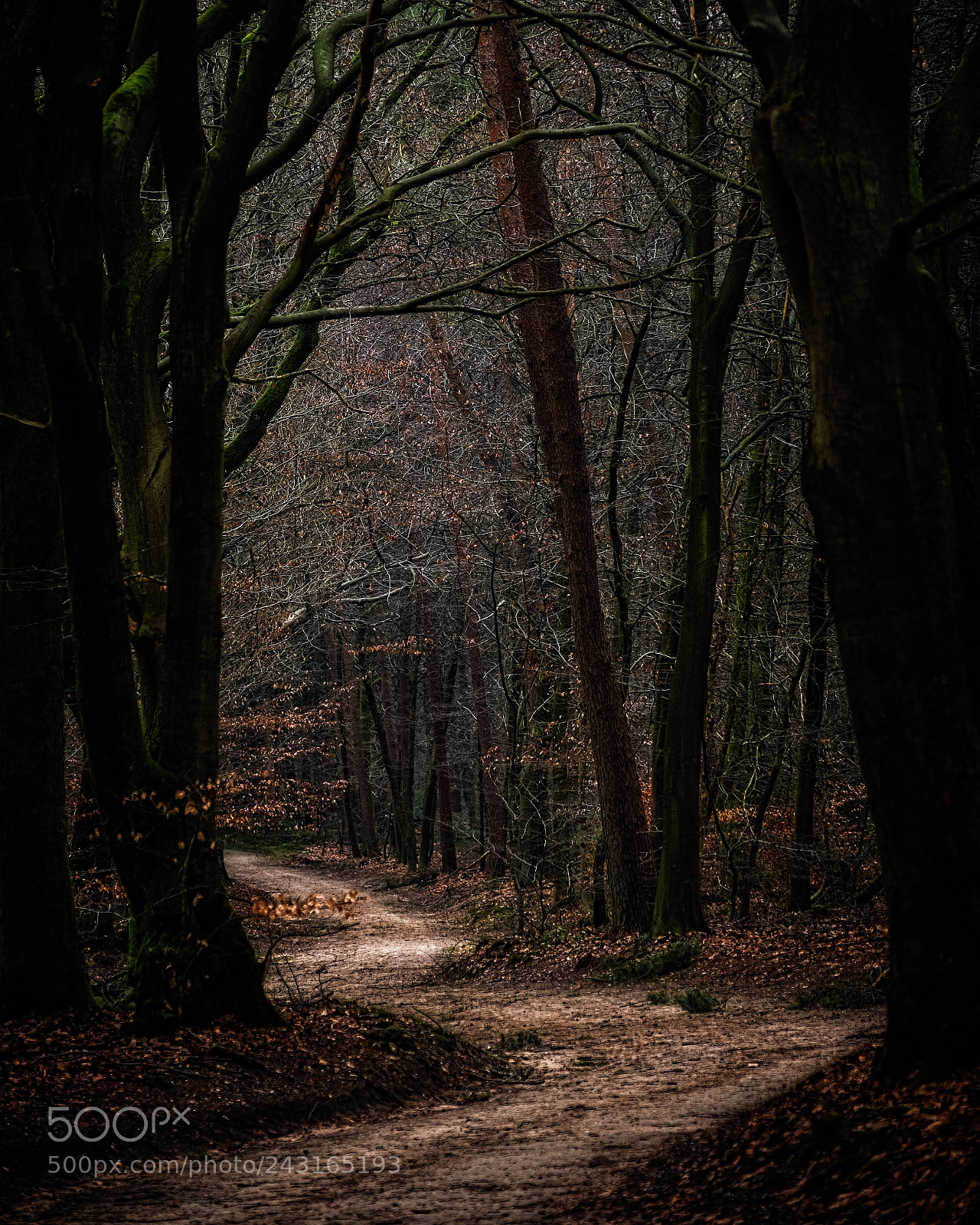 Fujifilm X-T2 sample photo. 'winter wandering' photography