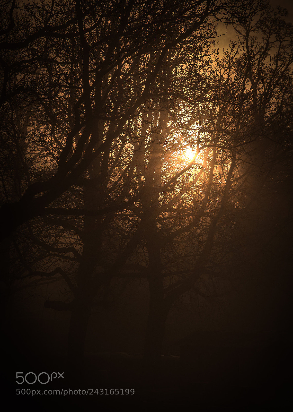 Nikon D750 sample photo. Misty trees photography
