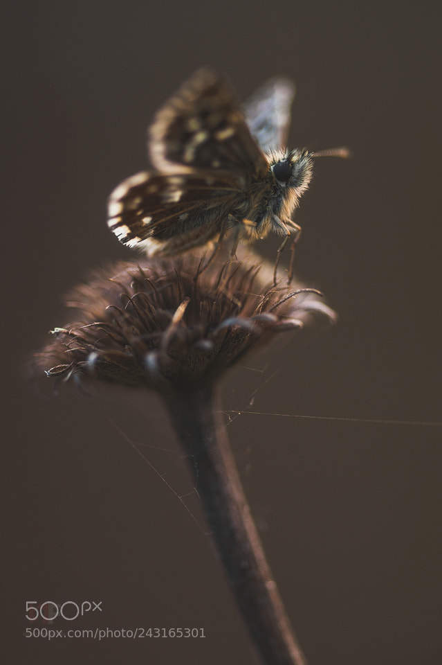 Nikon D3 sample photo. Grizzled skipper photography