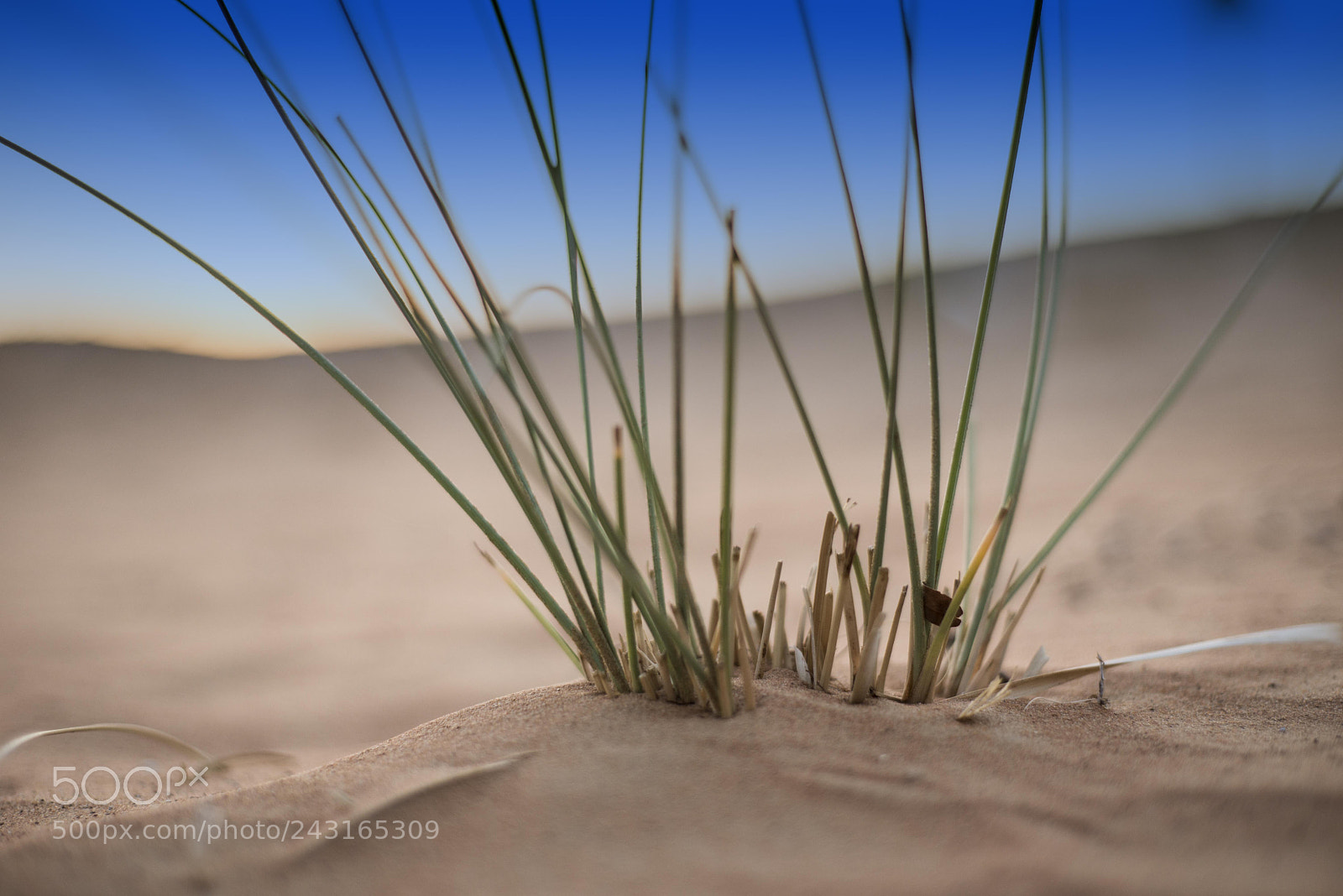Nikon D610 sample photo. Abu dhabi desert photography