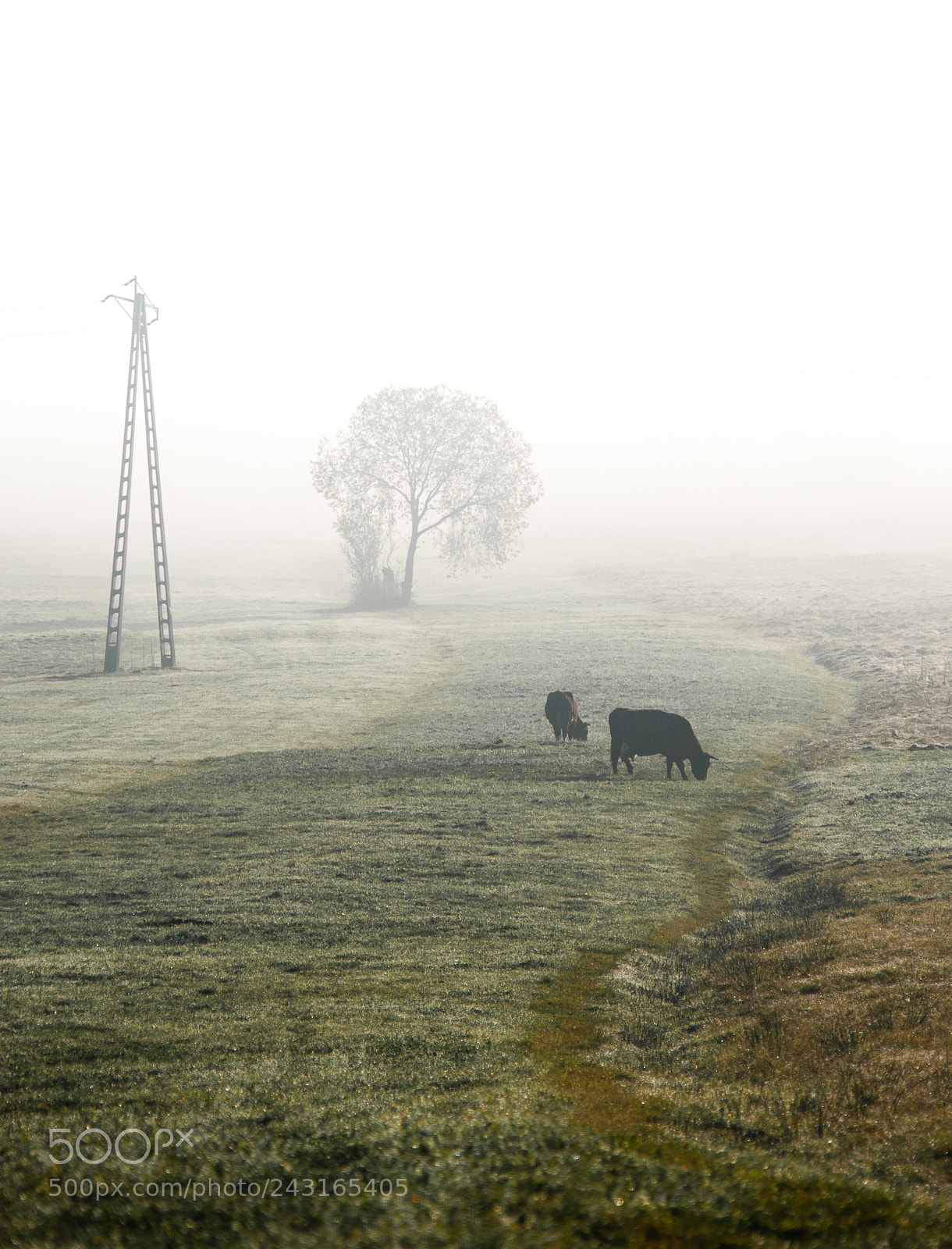 Nikon D80 sample photo. Winter in poland photography