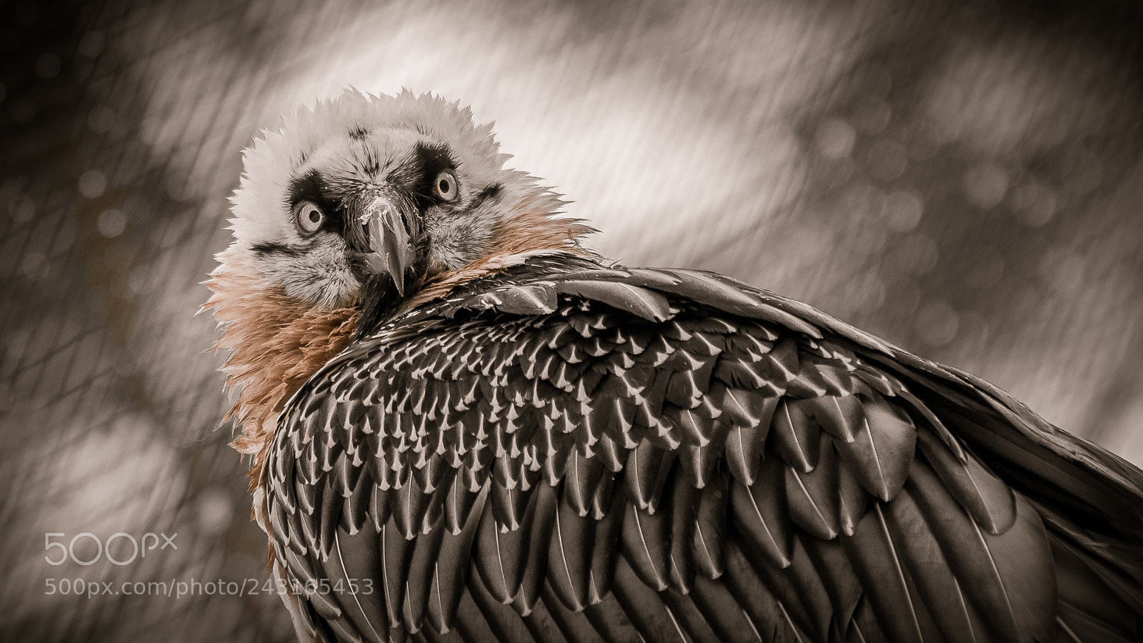 Nikon D500 sample photo. Bearded vulture photography