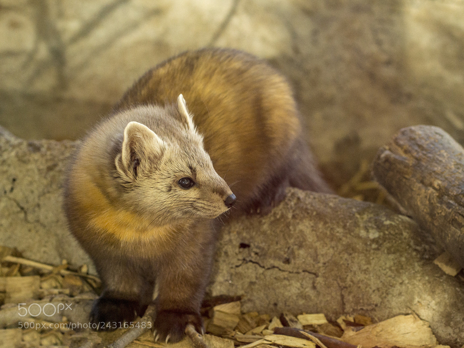 Sony SLT-A65 (SLT-A65V) sample photo. American pine marten photography
