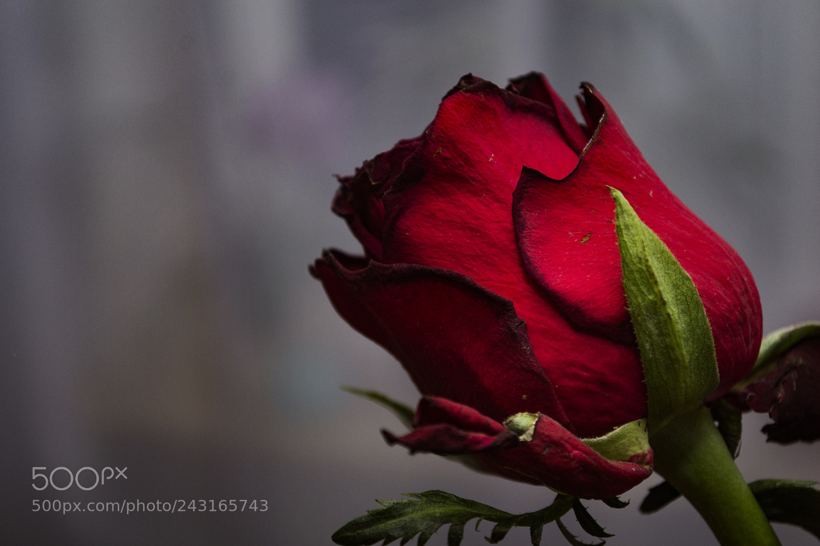 Nikon D3100 sample photo. Rose photography