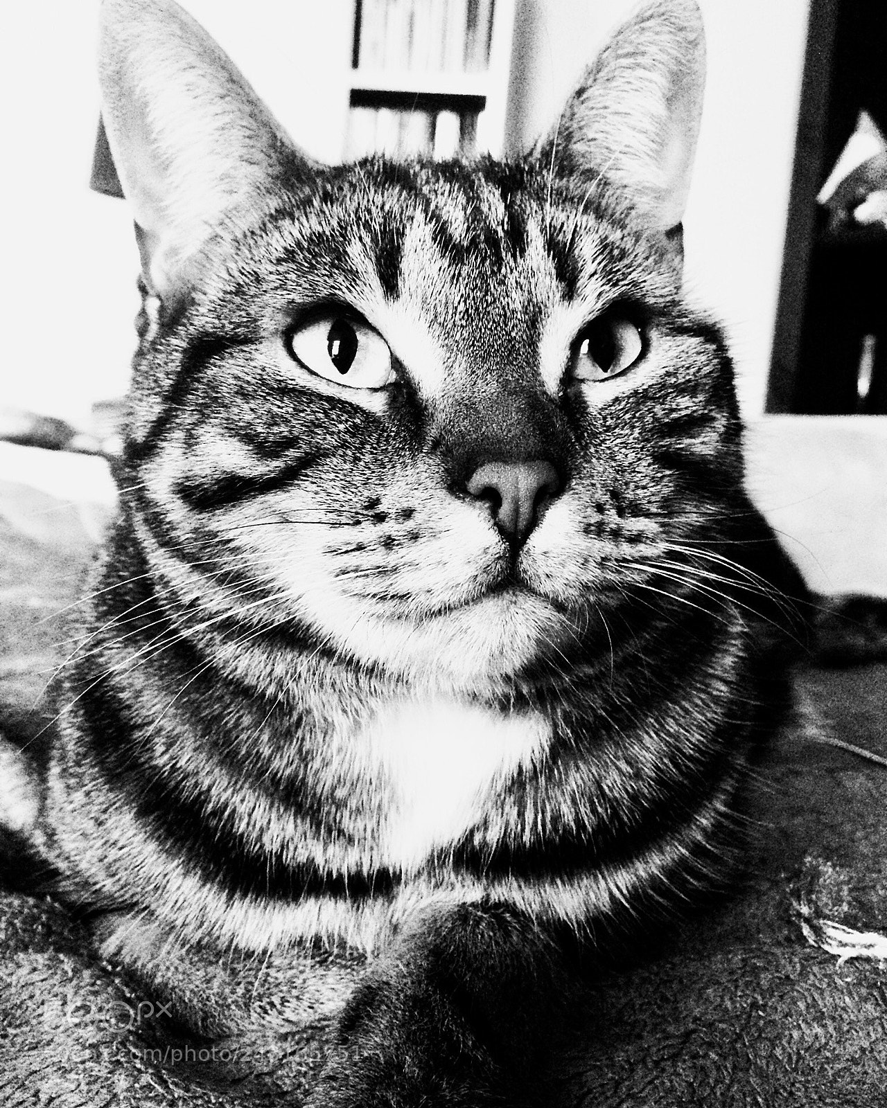 Apple iPhone 5s sample photo. My sweet daisy posing photography