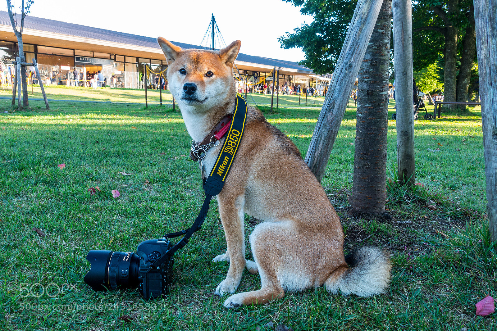 Sony Cyber-shot DSC-RX100 III sample photo. A shiba dog using photography