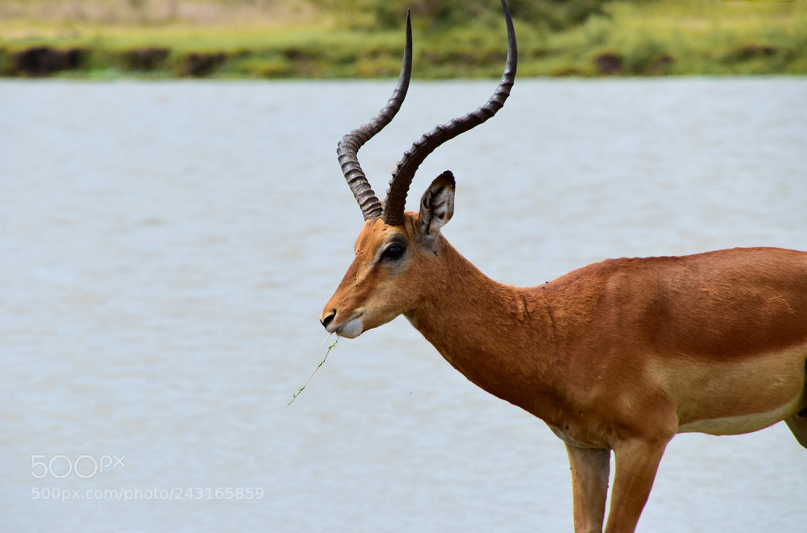 Nikon D5600 sample photo. Impala photography