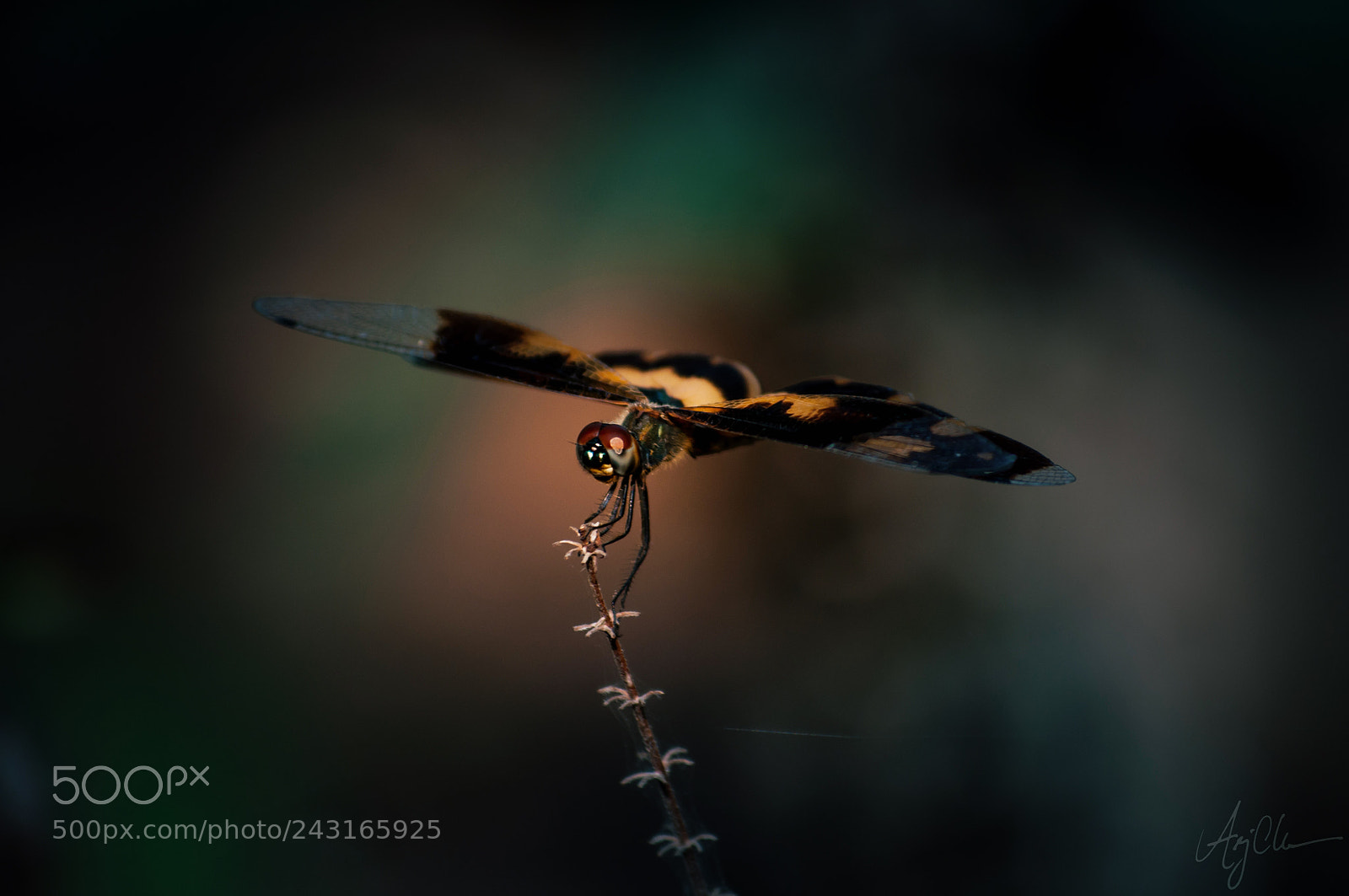 Nikon D90 sample photo. Dragonfly photography