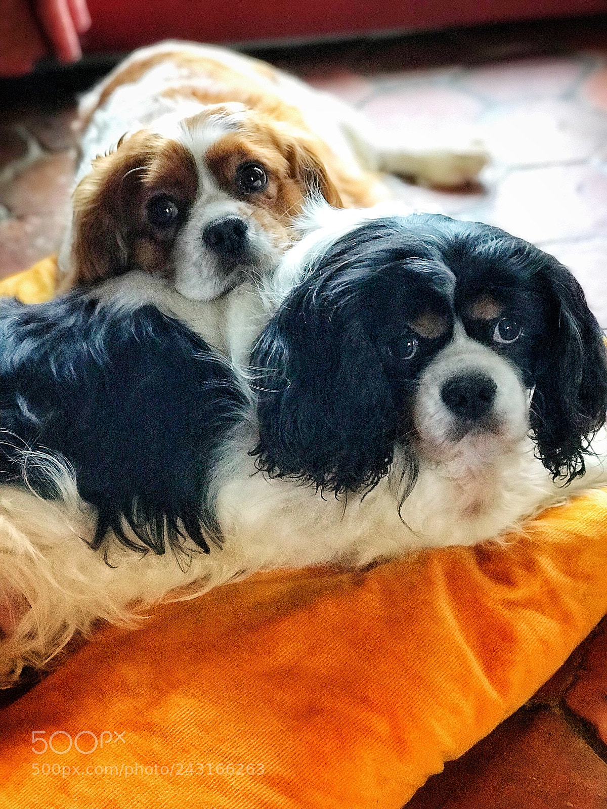 Apple iPhone 7 Plus sample photo. Petits c lins pour photography