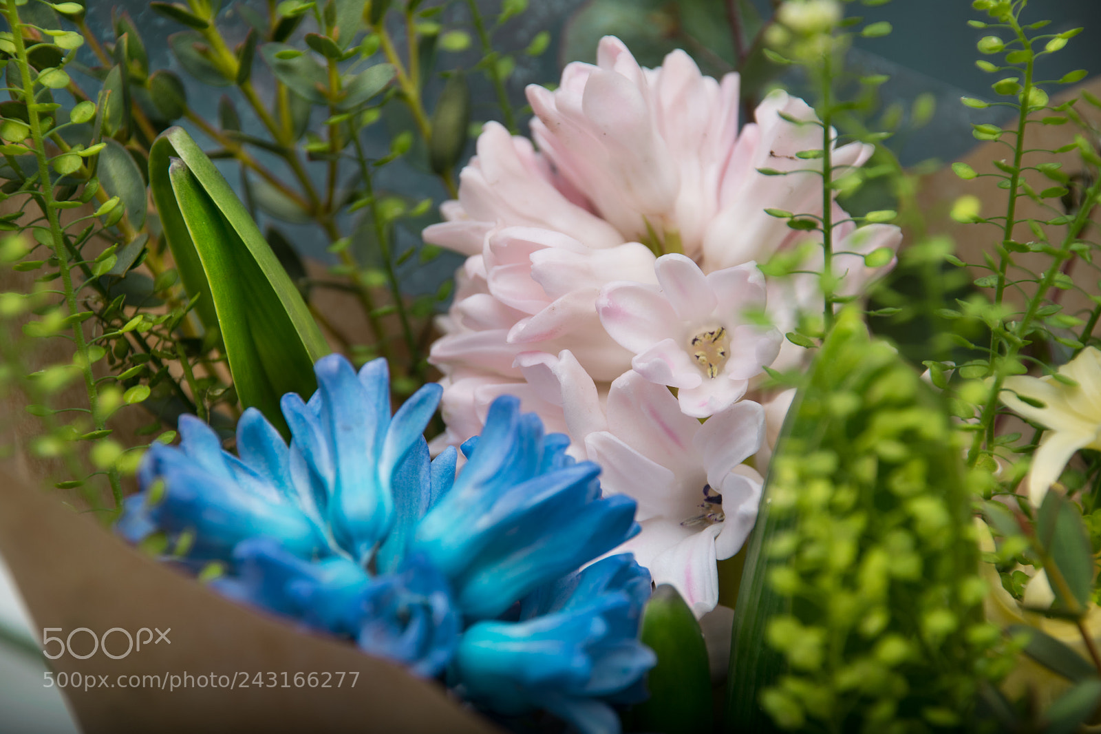 Nikon D3300 sample photo. Hyacinth flowers in a photography