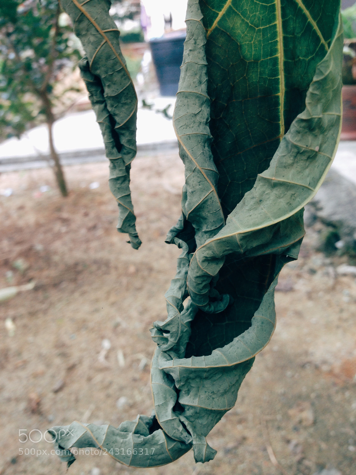 Apple iPhone 5 sample photo. Untitled photography