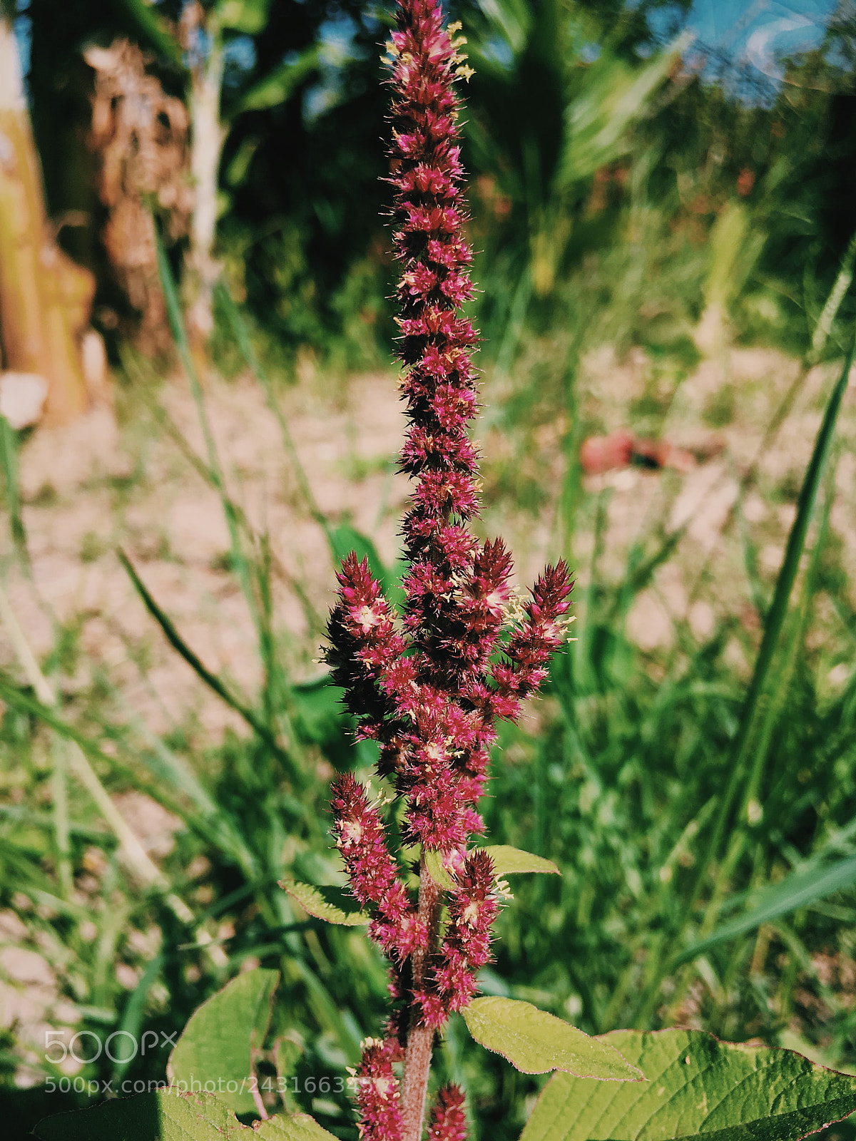 Apple iPhone SE sample photo. Untitled photography