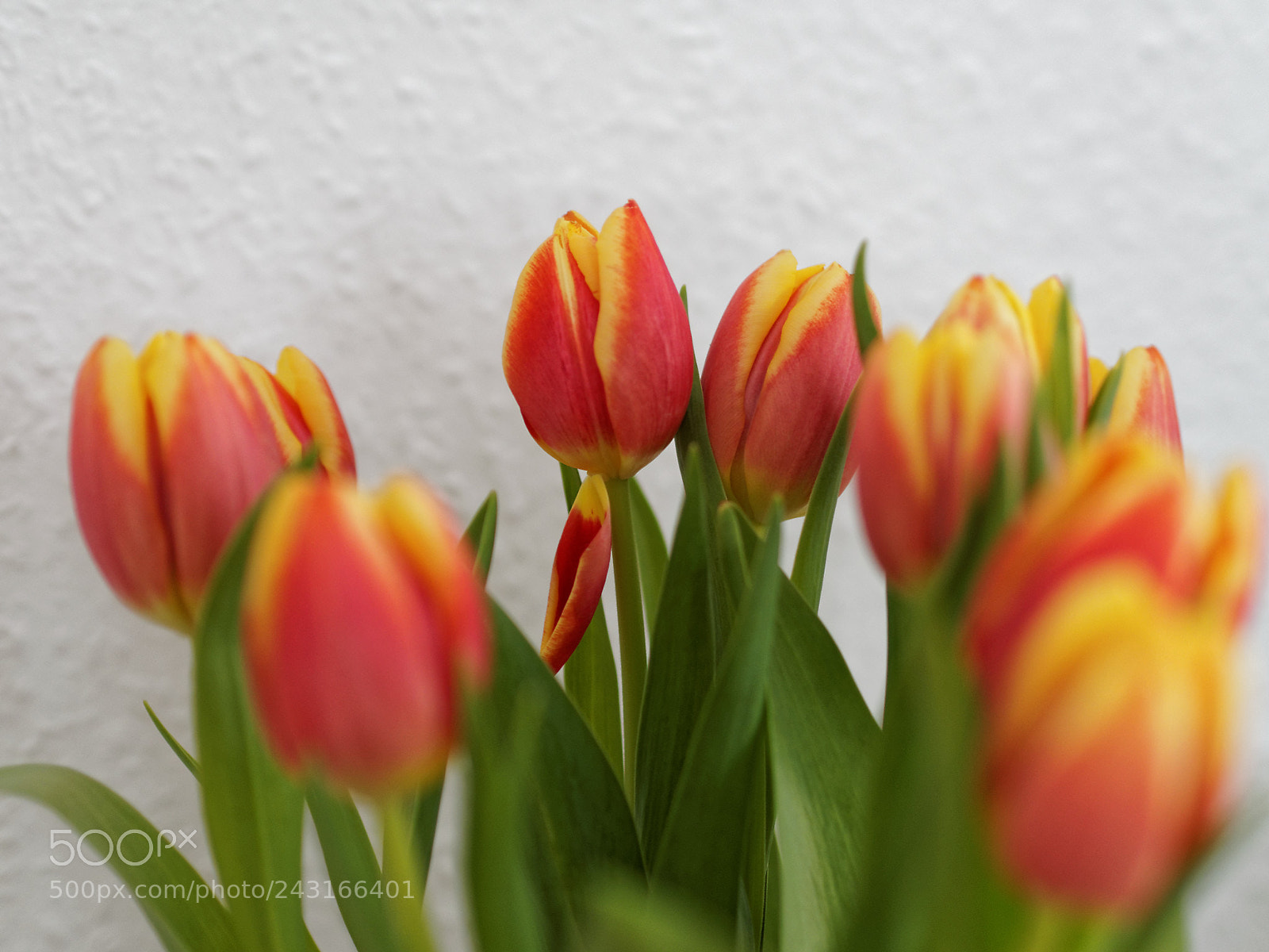 Olympus OM-D E-M1 sample photo. They are still sleeping photography