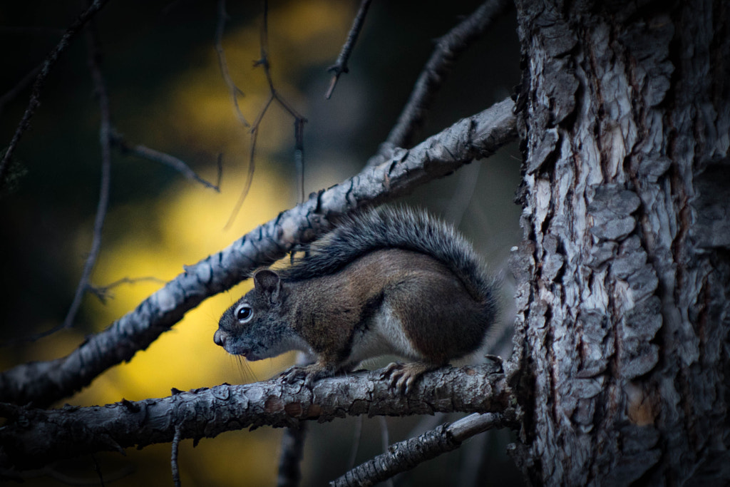 Squirrel! by Andrew Bosak on 500px.com