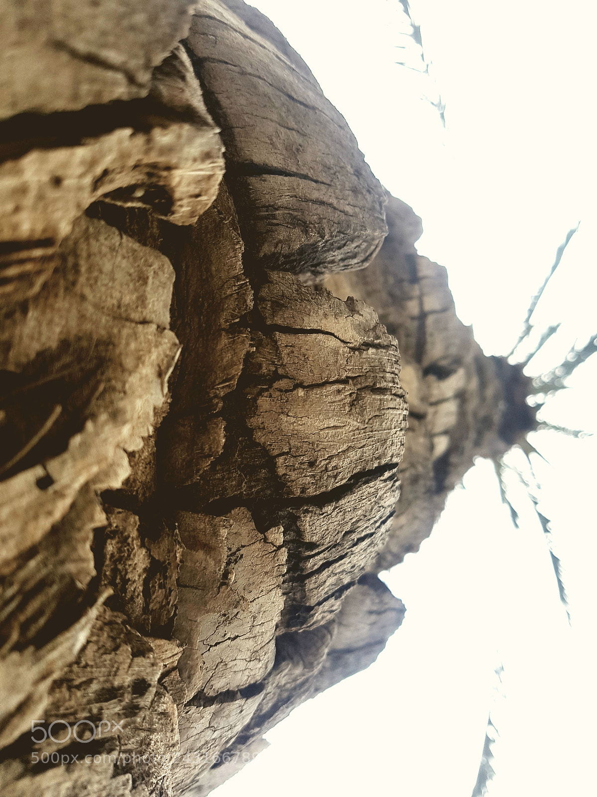 Samsung Galaxy S7 Edge sample photo. Tree photography