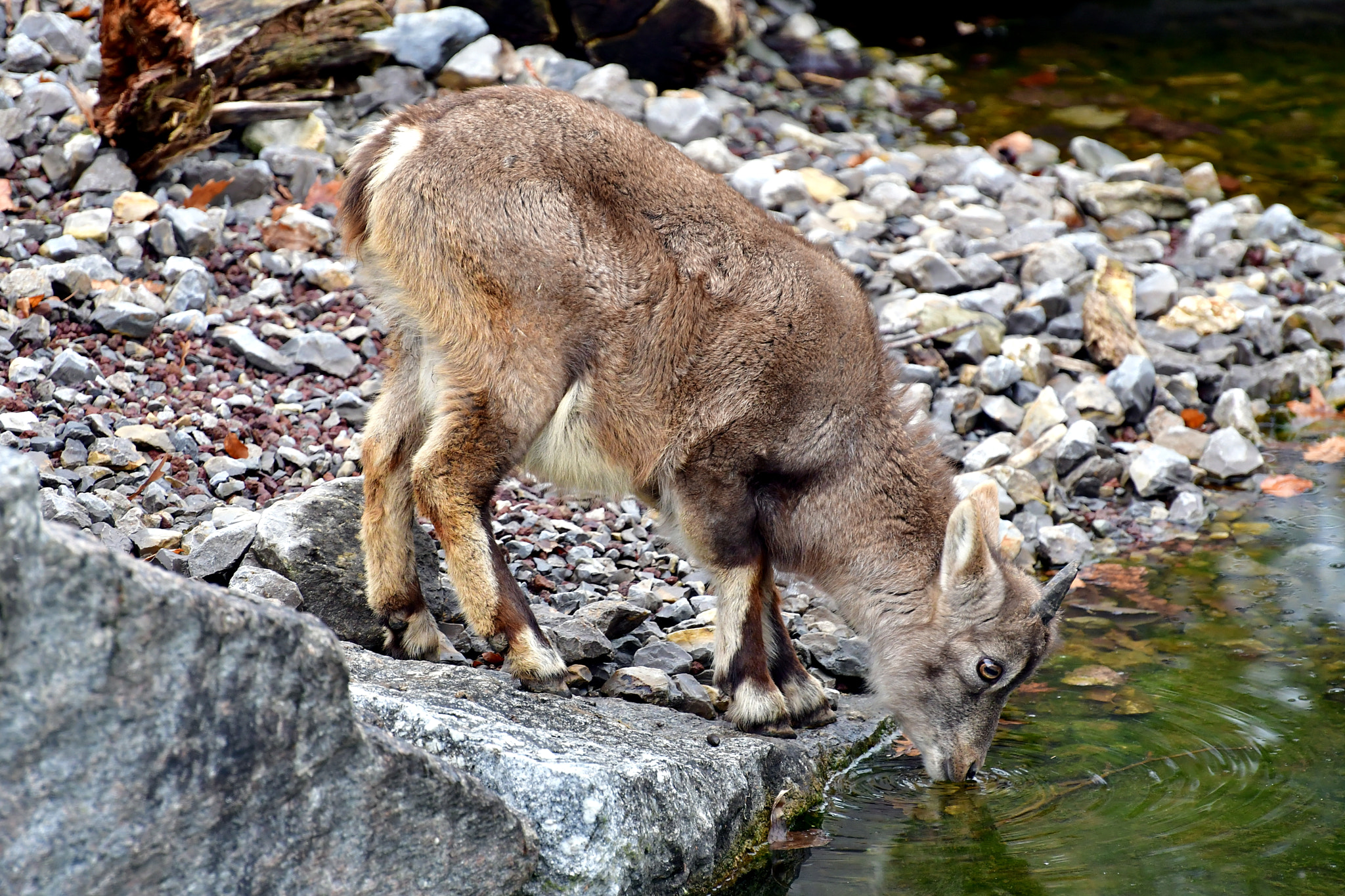 Nikon D500 sample photo. Thirst photography
