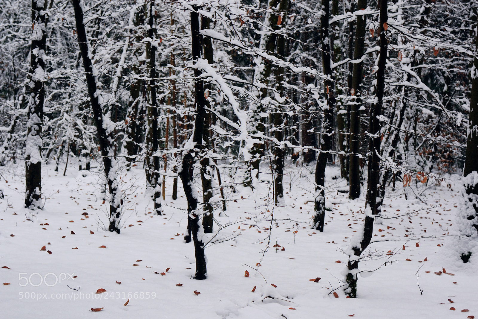 Nikon D3100 sample photo. Black white and somewhat photography
