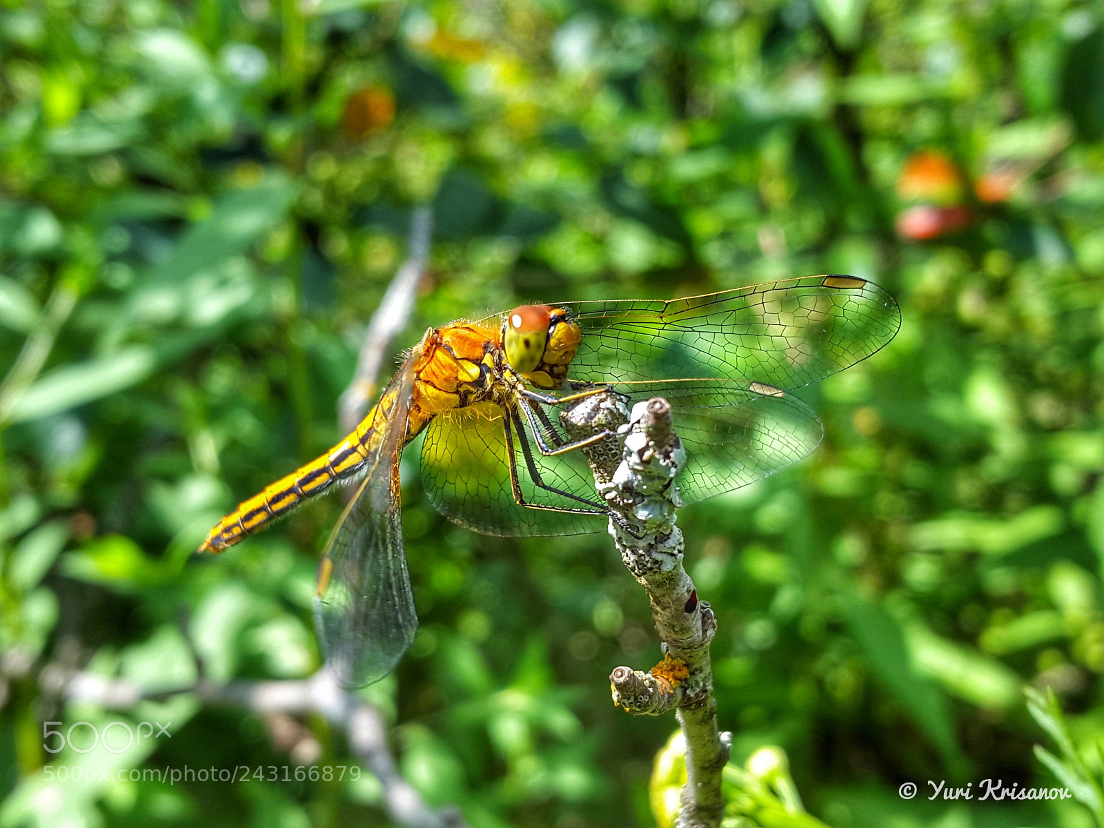 Samsung Galaxy Alpha sample photo. Dragonfly on a branch photography