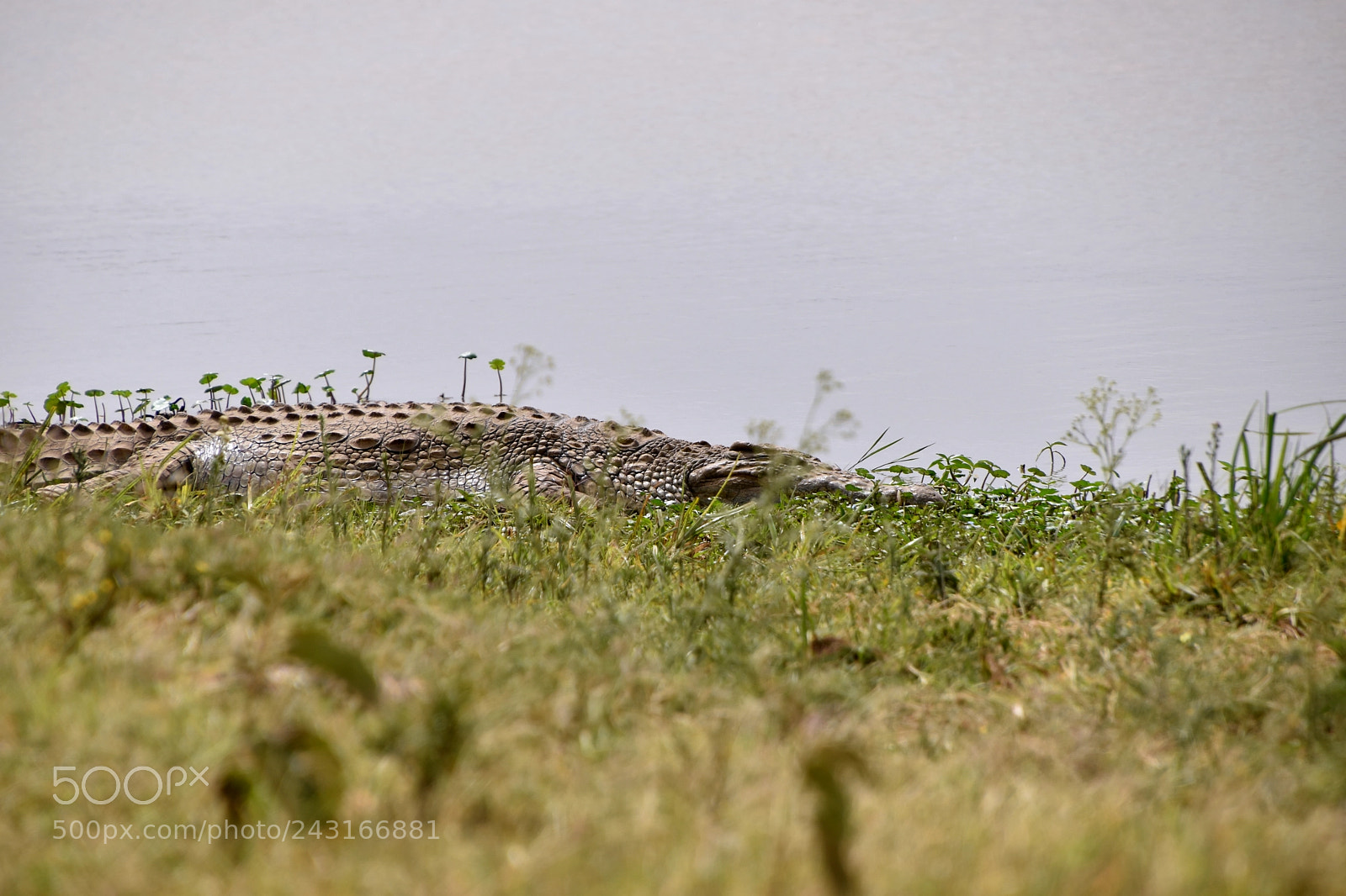 Nikon D5600 sample photo. Crocodile photography