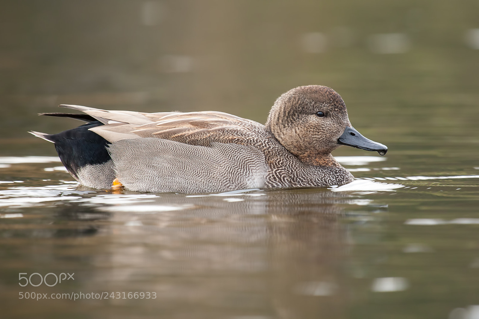 Canon EOS-1D Mark III sample photo. The eurasian teal anas photography