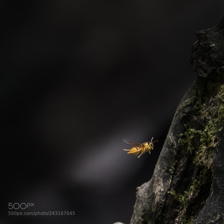 Nikon D500 sample photo. The bees photography