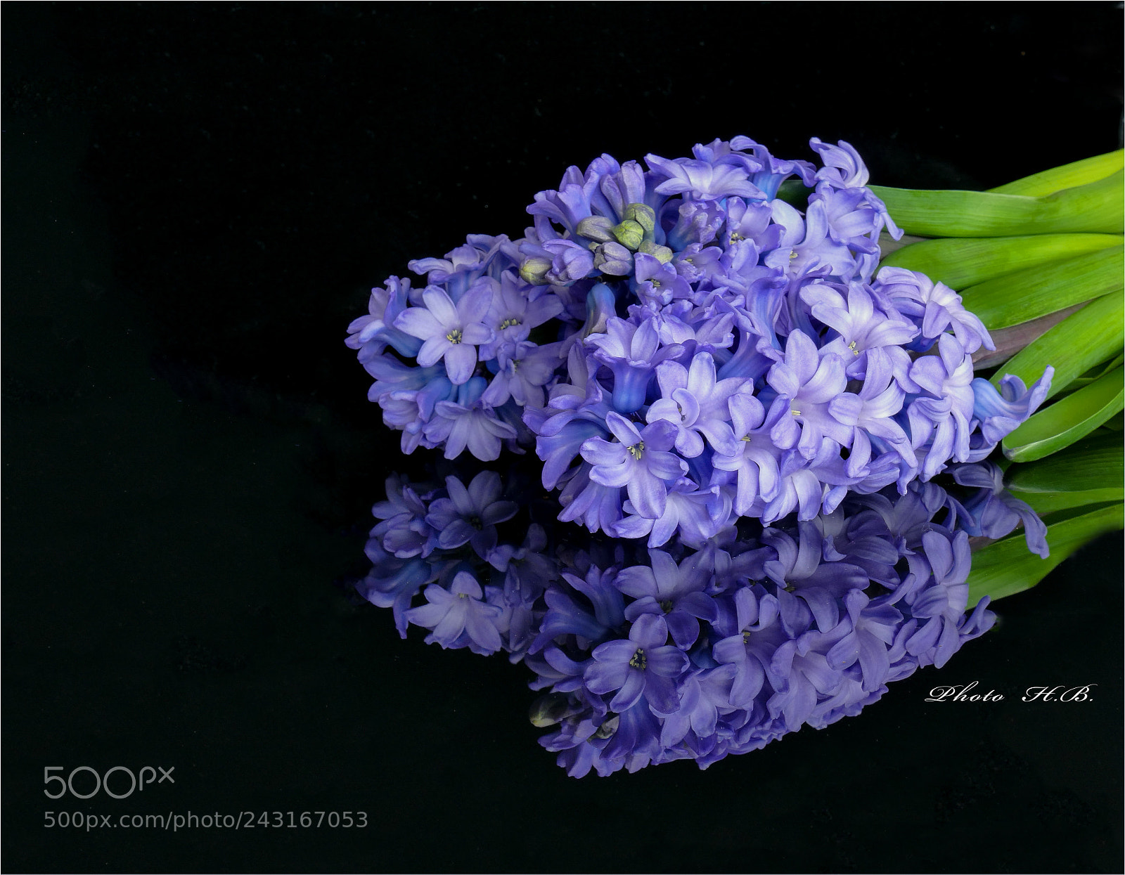 Panasonic Lumix DMC-FZ1000 sample photo. Hyacinths in the black photography