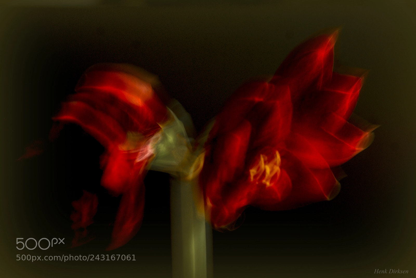Nikon D200 sample photo. Amaryllis delight photography
