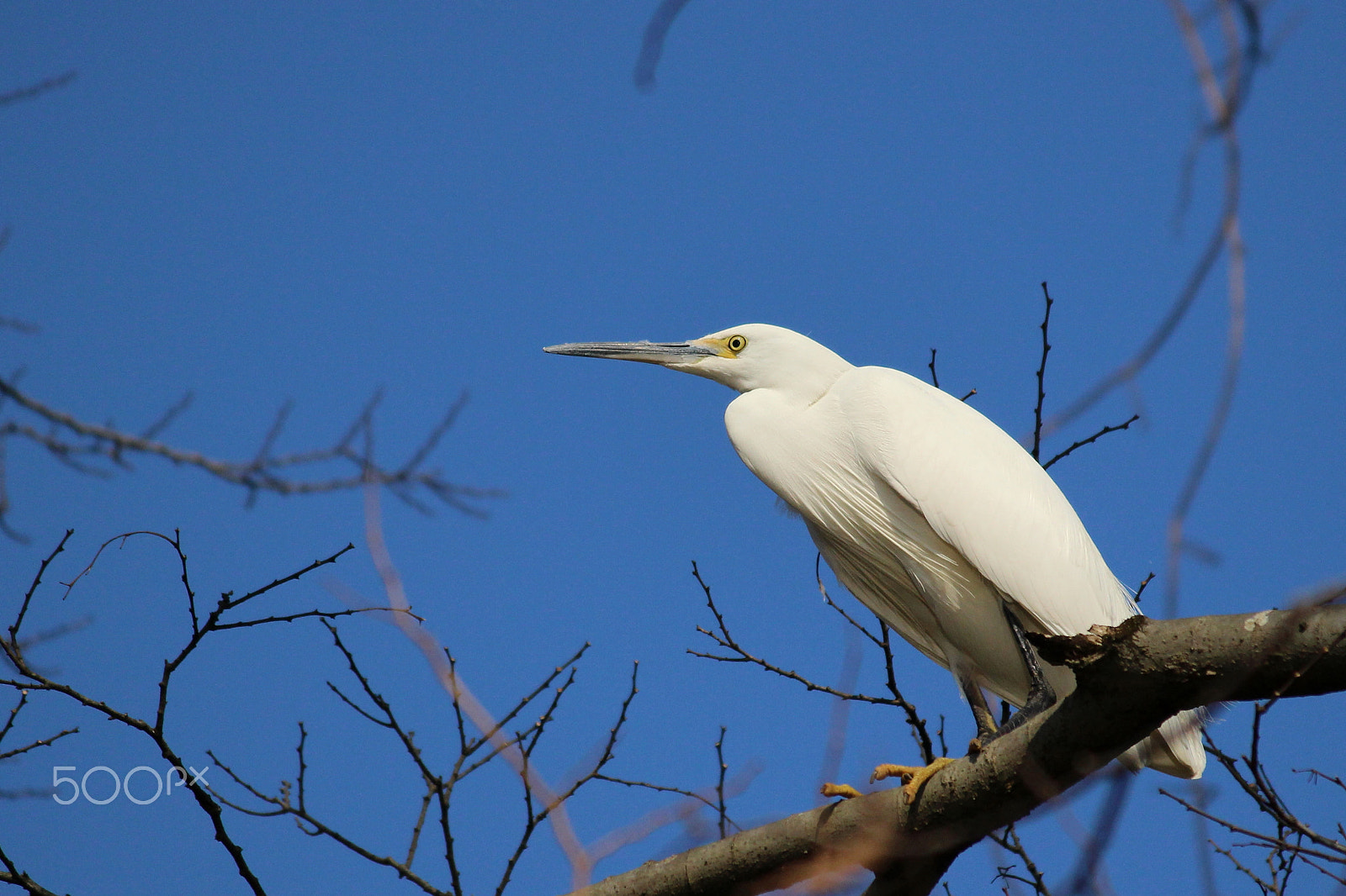 Canon EOS 100D (EOS Rebel SL1 / EOS Kiss X7) sample photo. Little egret photography