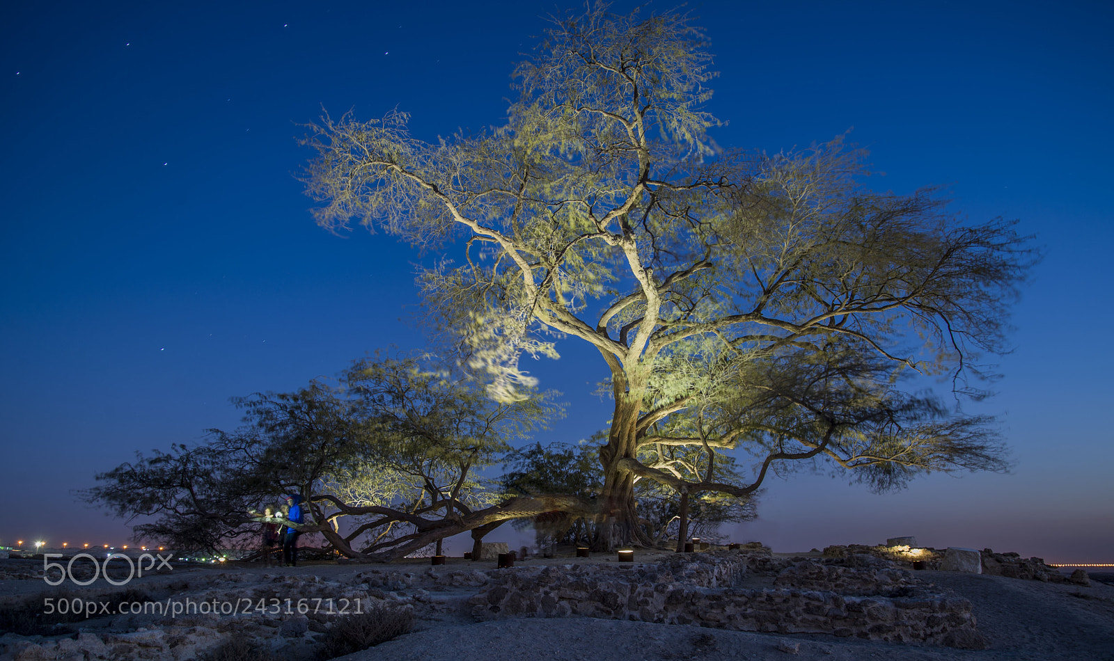 Nikon D610 sample photo. Tree of life bahrain photography