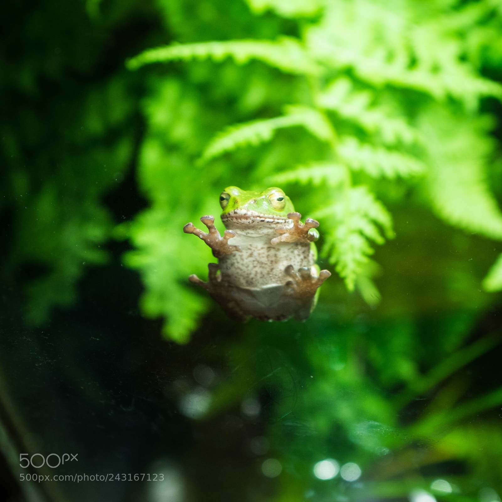 Fujifilm X100T sample photo. Little frog photography