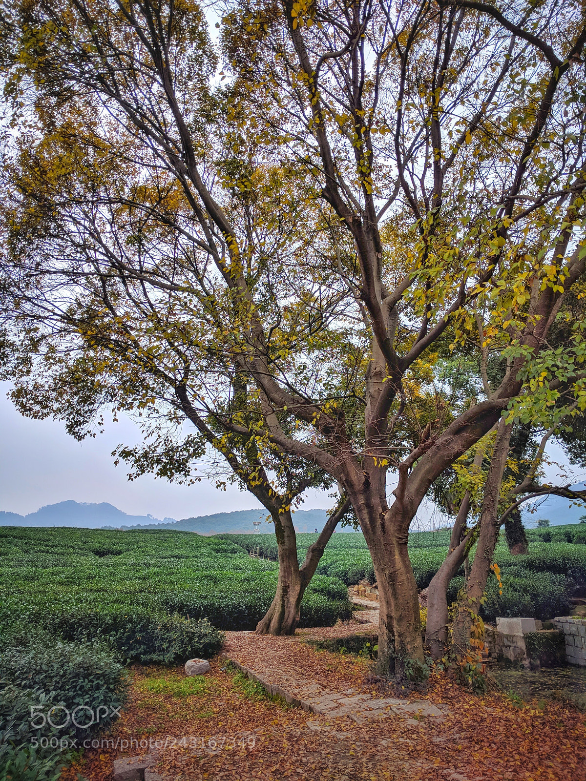 Google Nexus 6P sample photo. Hiking photography