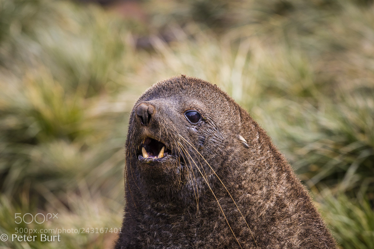 Canon EOS 5DS R sample photo. Portrait of a fur photography