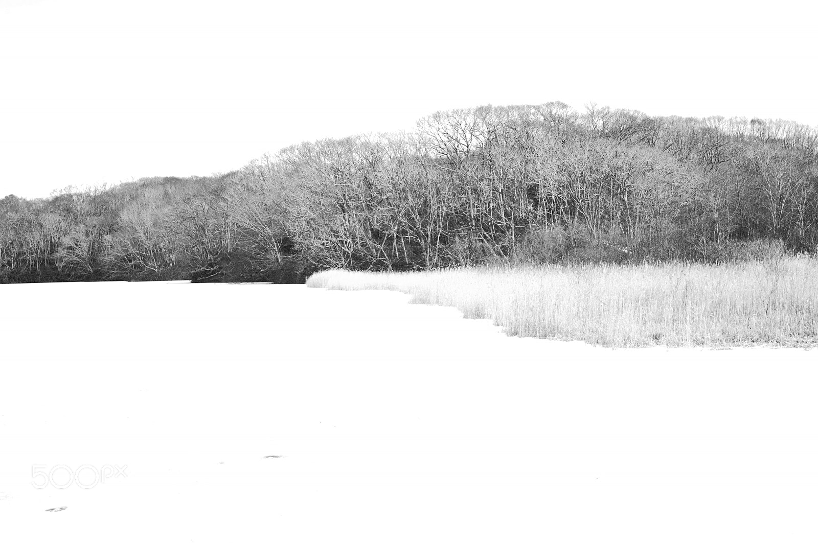 Nikon D700 sample photo. Winter white photography