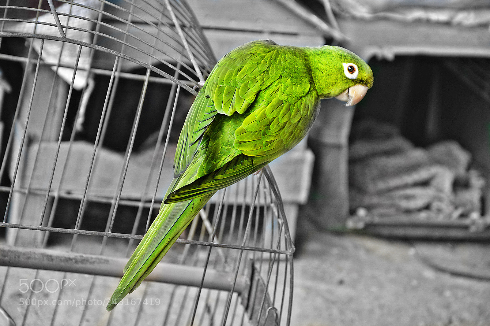 Nikon D7100 sample photo. Maitaca photography