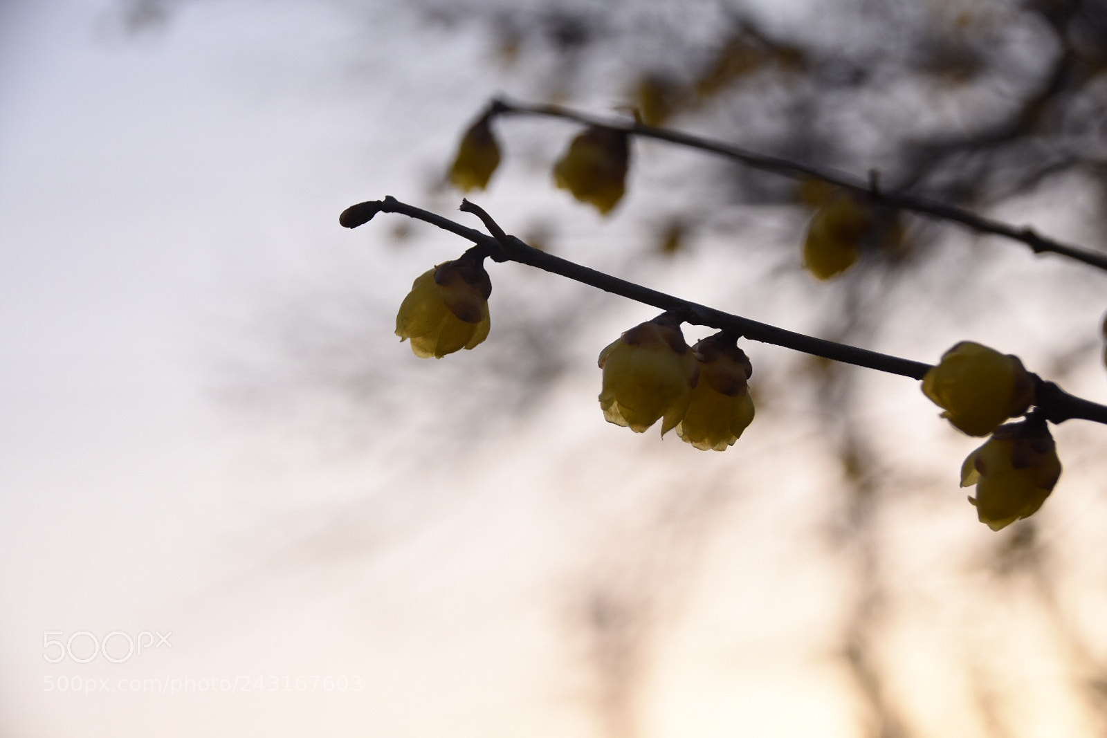 Nikon D7200 sample photo. はじまりの空 photography