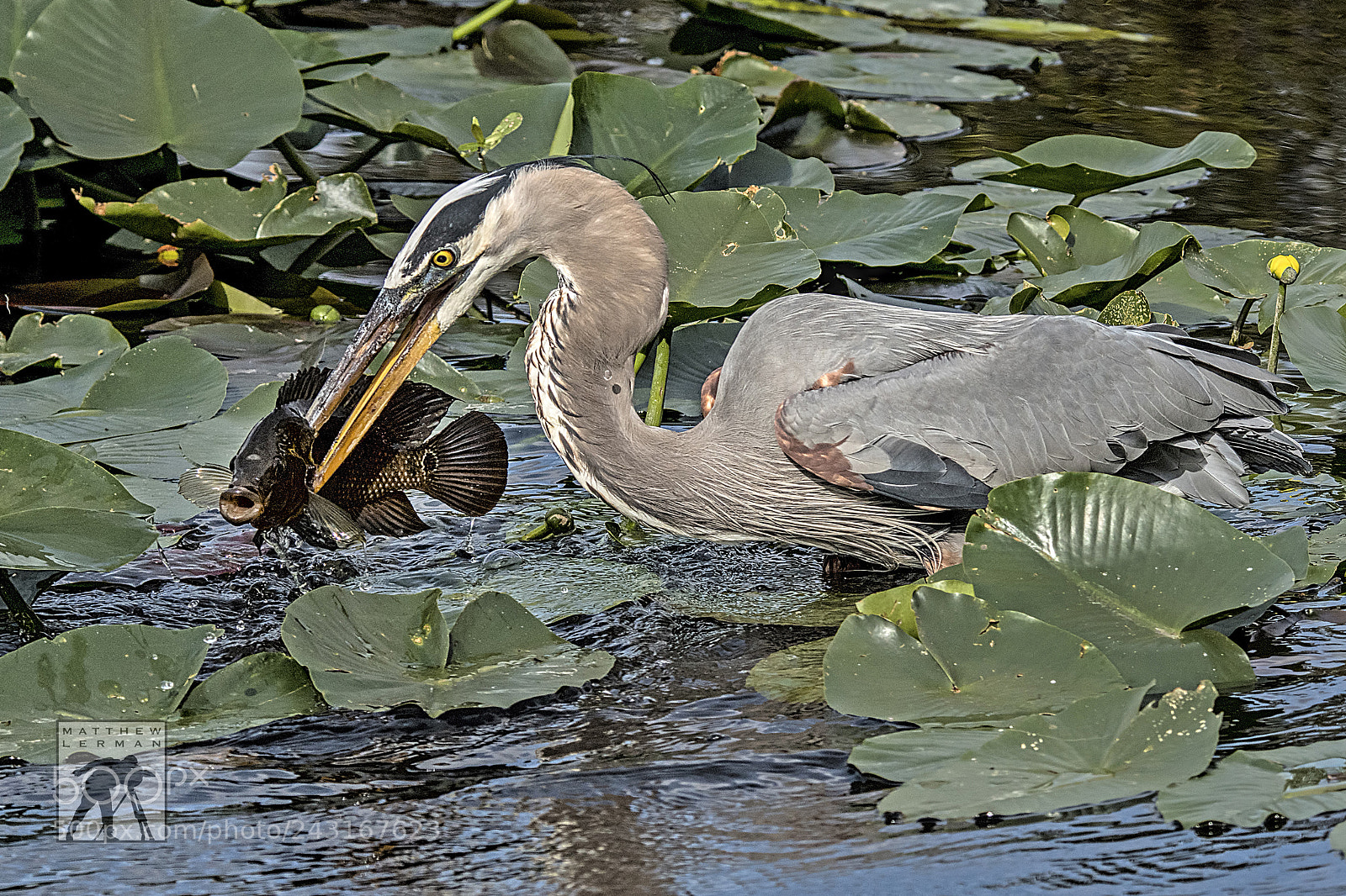 Nikon D810 sample photo. Catch photography
