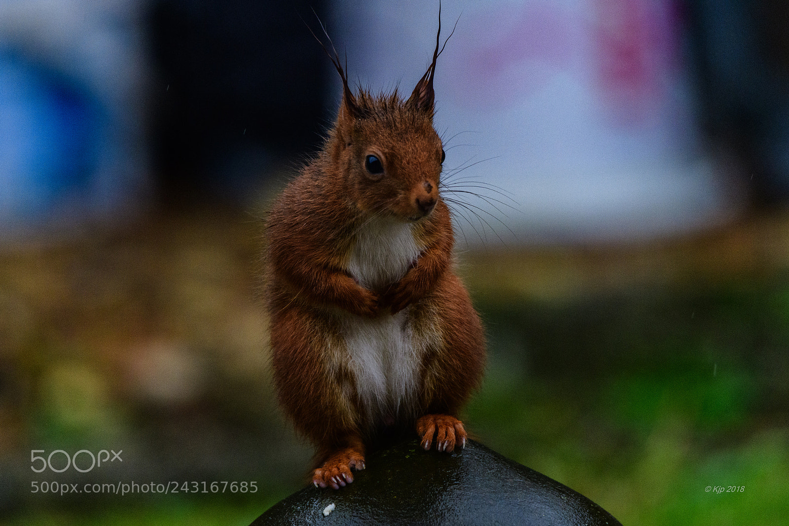 Nikon D850 sample photo. 20180120 10h00 fripon s'il photography