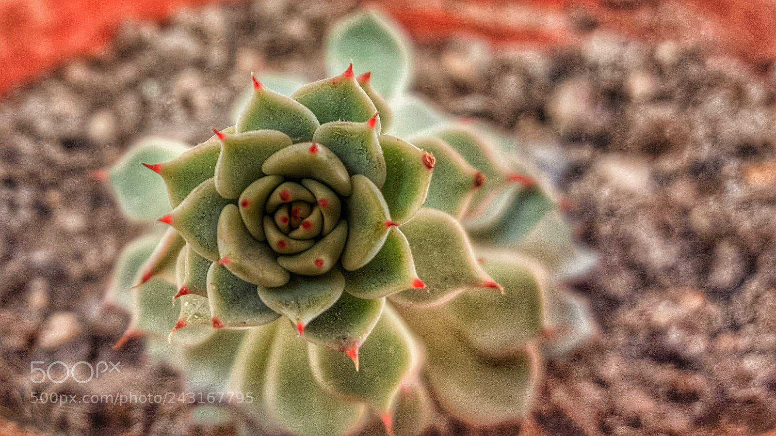 Samsung Galaxy S6 sample photo. Succulent plant photography