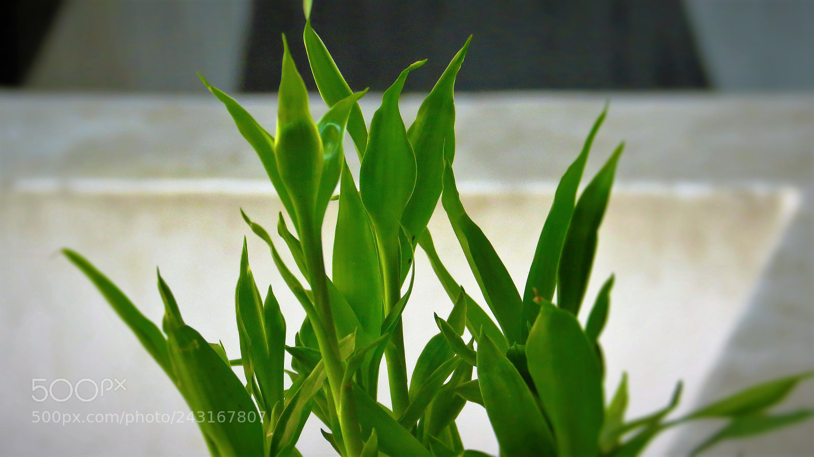 Canon PowerShot SX40 HS sample photo. Green beauty photography