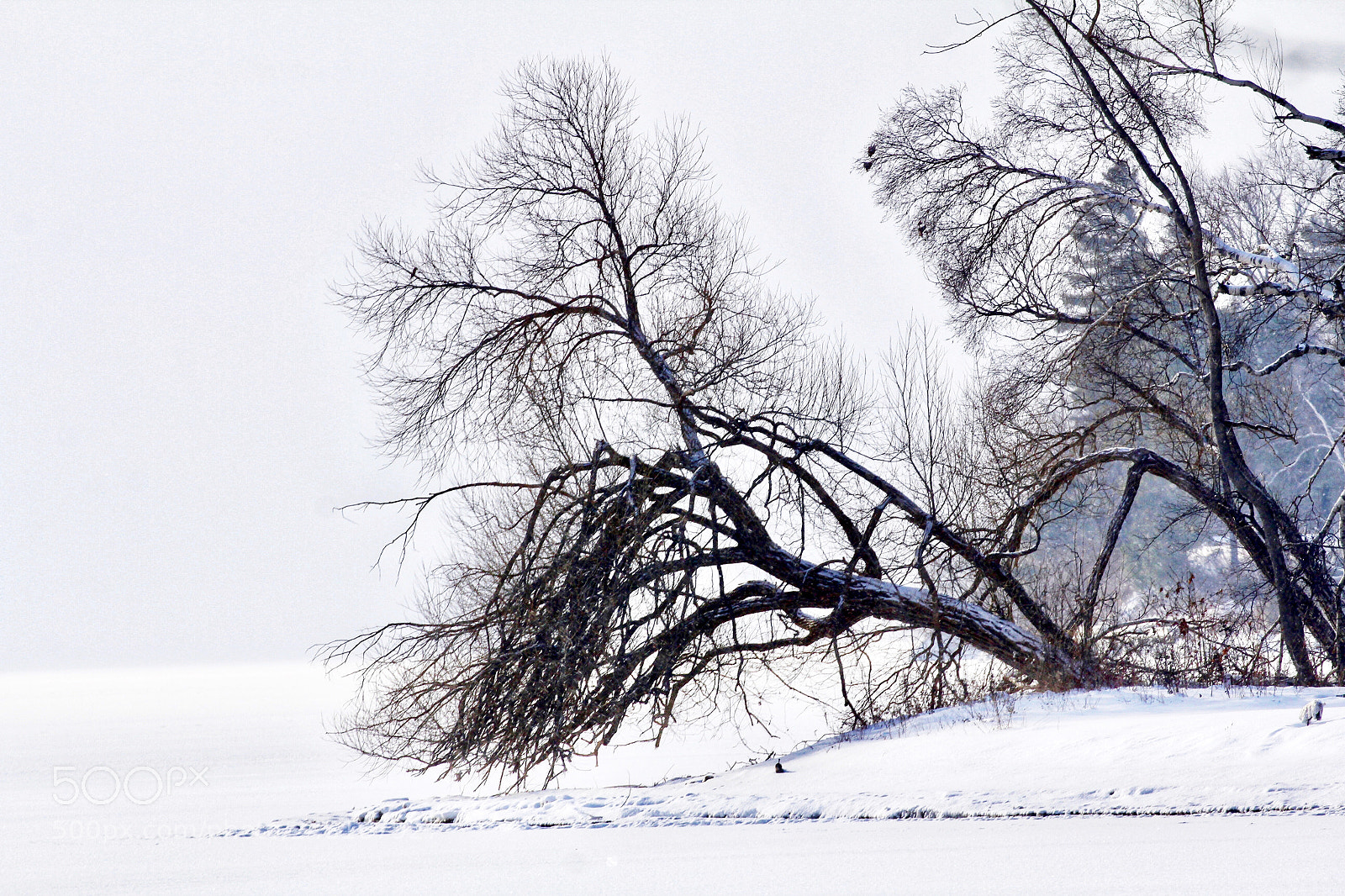 Canon EOS 60D sample photo. Winter tree photography