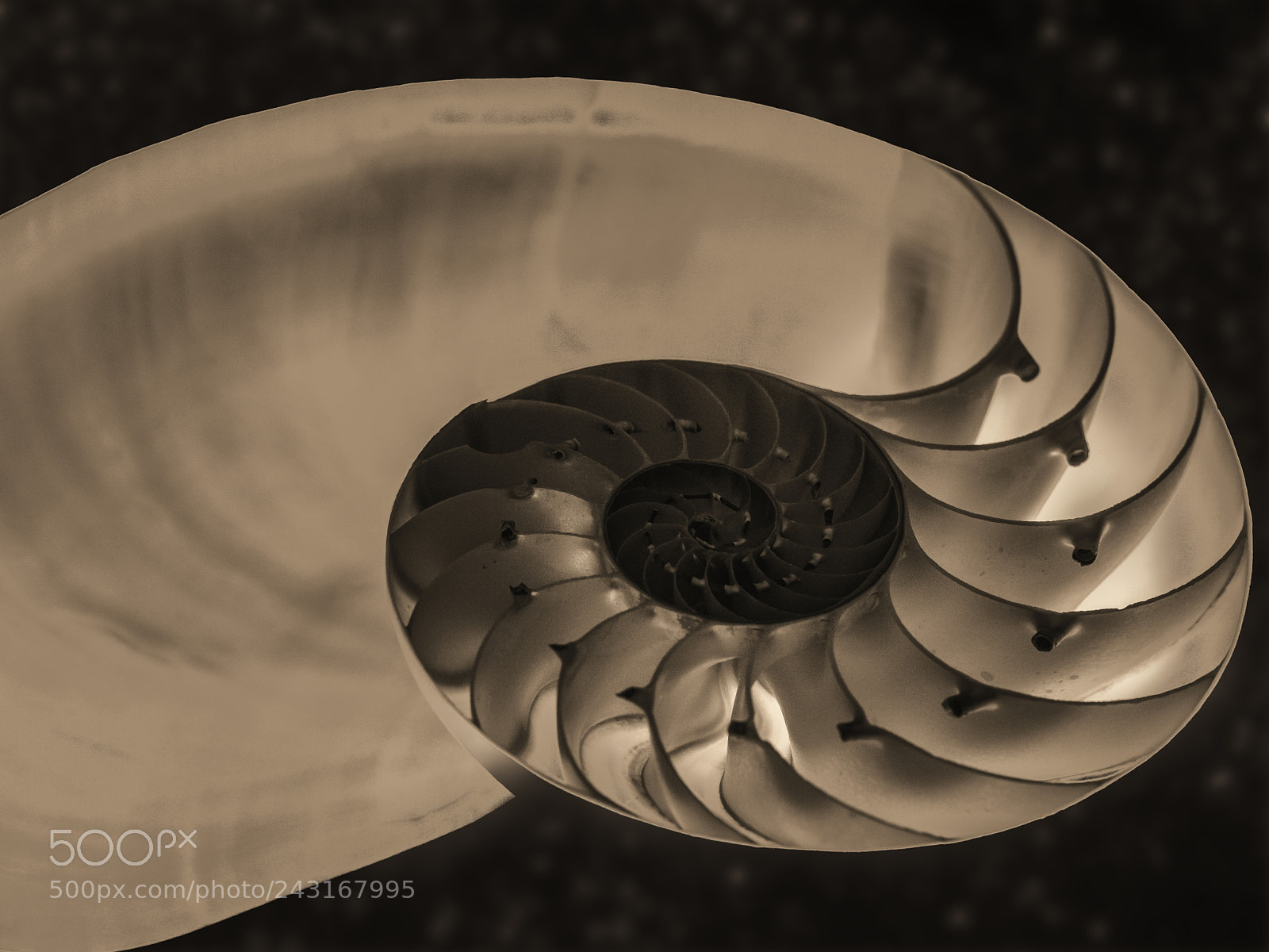 Sony a7R II sample photo. Nautilus shell photography
