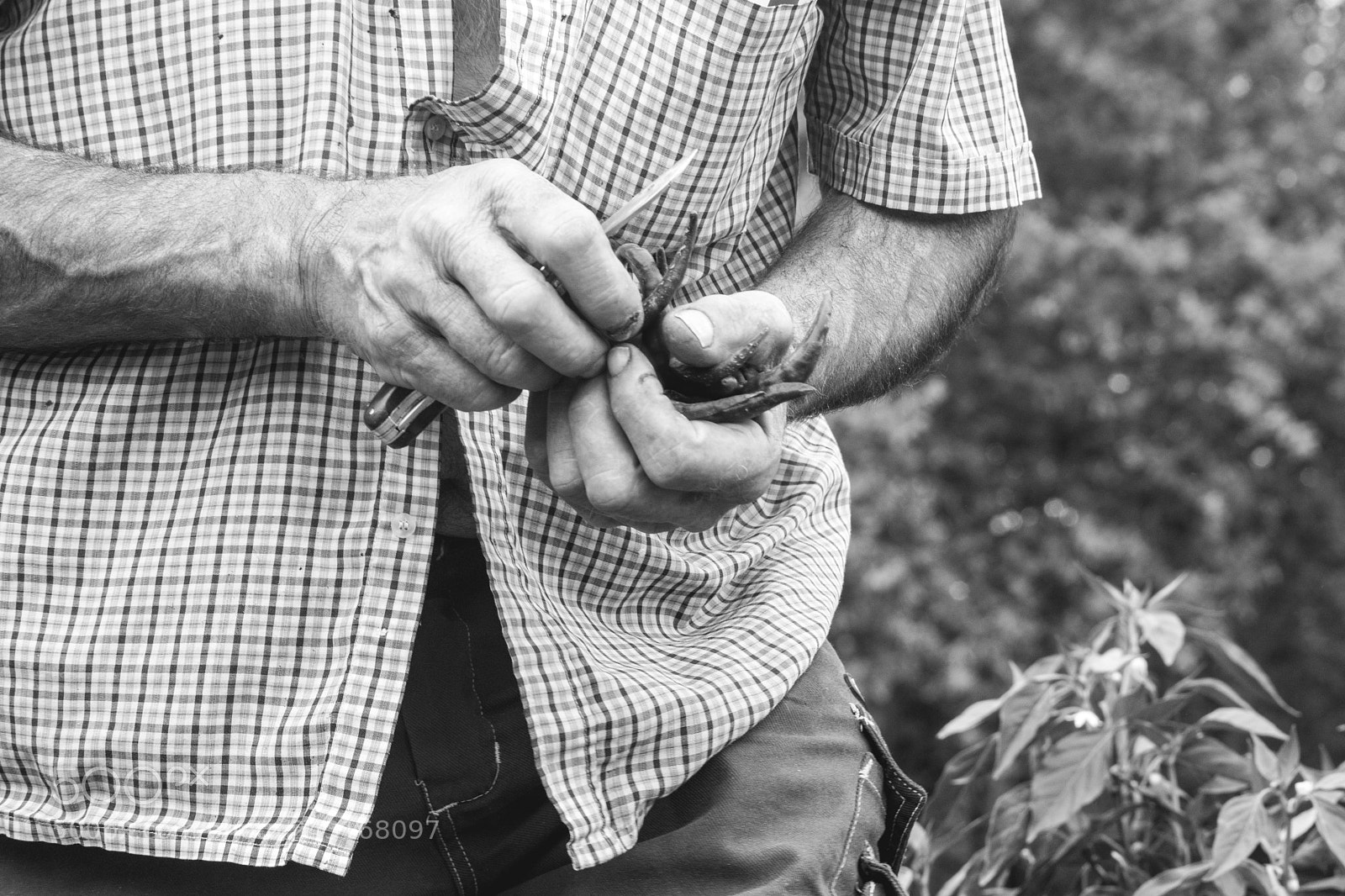 Nikon D7200 sample photo. Les piments de papy photography