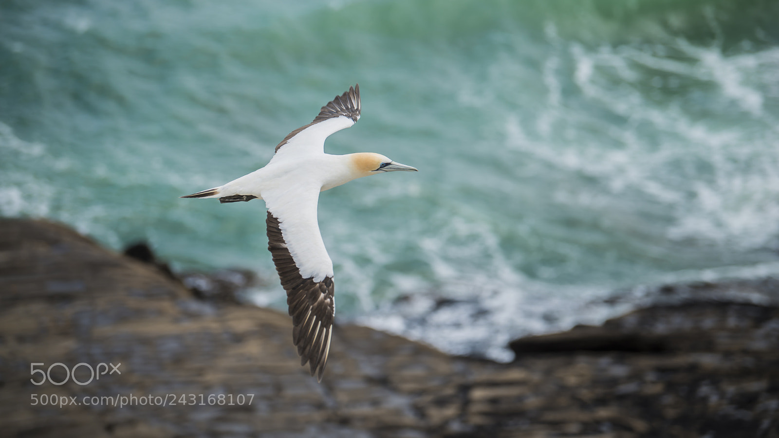 Nikon D800 sample photo. Gannets 01 photography